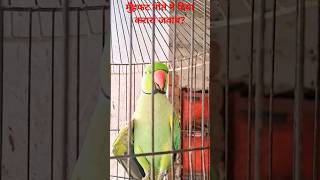 मुँहफट तोते ने दिया करारा जवाब?😅😃😆😃😆😃😆#ytshorts #comedy #funny #viral #parrot