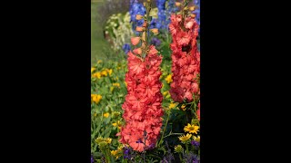 Delphinium Red Lark