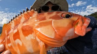 【ボートロックフィッシュ】三重県引本浦