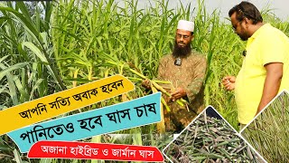 নতুন অজানা হাইব্রিড ও জার্মান হাইব্রিড ঘাস চাষ ও ঘাসের কাটিং। ঘাস চাষ করুন সাথে মাছ চাষ করুন।