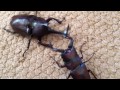 ノコギリクワガタとカブトムシの戦い。　battle of the beetle and sawtoothed stag beetle.