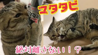 酔っ払う猫！マタタビ入りおもちゃでかわいすぎる姿に！