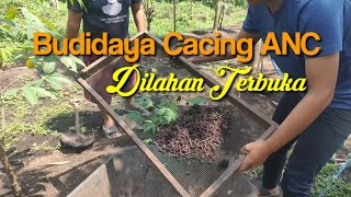 Manfaat Budidaya Cacing ANC Dilahan Terbuka