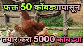 आता आम्ही तयार करून देणार फक्त 50 कोंबड्यांपासून 5000 कोंबड्या -पण कशा यासाठी हा व्हिडिओ नक्की पहाच