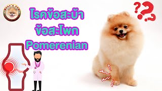 โรคข้อสะบ้า ข้อสะโพก Pomerenian