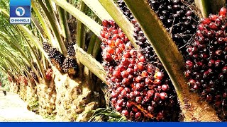 CBN, Financial Sector Players Pledge Support For Oil Palm Farmers