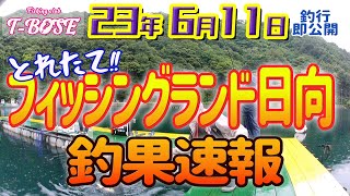 【海上釣堀】23年6月11日 フィッシングランド日向の釣果速報です！