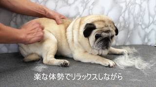 老犬パグさんのお手入れ ブラッシング＆酵素風呂温浴