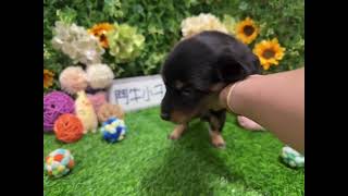 鬥牛小子犬舍~碼0098 又短又長 標準短腿粗骨架 黑奶長毛臘腸妹妹 #特寵業繁字第U1070228 #鬥牛小子犬舍 #營業登記47813464 #狗狗日常 #狗狗