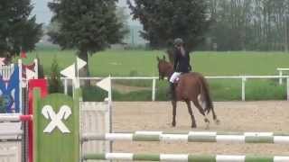 GRAF TOP x WORDLY - 2009 hannoveraner mare 6 yo class FOR SALE