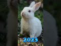 2023 Rabbit and 5500 BCE Rabbit || Biomethical || #youtubeshorts #foyoupage