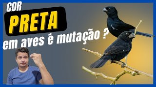 MUTAÇÃO PRETA DE COLEIRA, PAPACAPIM E CURIO EXISTE ?