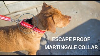 Martingale Dog Collar Collar - How to measure, fit, and use martingale dog collars for leash walking