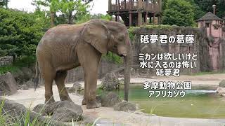 葛藤する砥夢君　水面に浮かぶミカンは欲しいけど水に入るのは苦手な砥夢君　多摩動物公園　アフリカゾウ