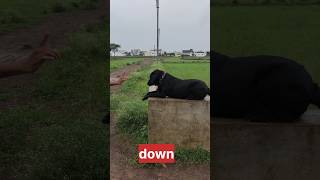 अपने डॉग की ट्रेनिंग कैसे करें 🐕♥️ how to train a dog. #shorts #dog #dogtraining