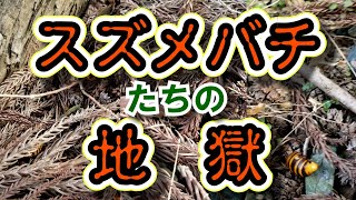 地獄の平行棒占い2022年11月2日火曜日 スズメバチたちの地獄