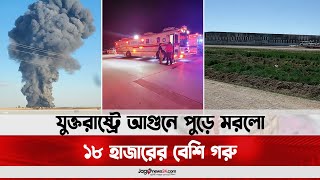 যুক্তরাষ্ট্রে আ'গু'নে পুড়ে ম'র'লো ১৮ হাজারের বেশি গরু || Jago News