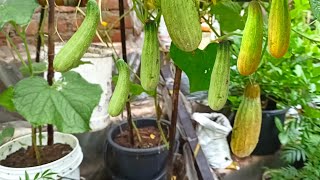 ଛାତ ବଗିଚାରେ କରନ୍ତୁ କାକୁଡ଼ି ଚାଷ ।#kakudi #cucumber#terracegarden