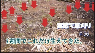 【実家で草刈り】家の周りが小さい竹の子だらけになっています。竹になる前に切っておいた方が良いでしょう。その後、いつもの場所で竹を切る。　＃56