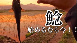 ナマズ釣り始めるなら今！！