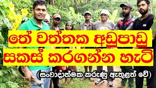 Tea Cultivation in Sri Lanka/ Part 9/ තේ වත්තක අඩුපාඩු සකස් කර ගන්න හැටි