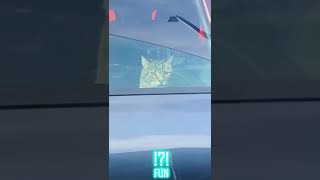 Totally funny cats in hilarious videos - FUN part 10 #shorts #funny #cat #fun
