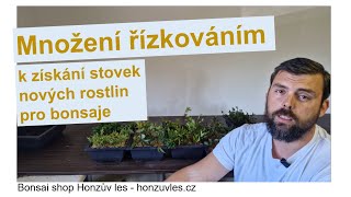 Množení řízkováním k získání stovek nových rostlin pro bonsaje