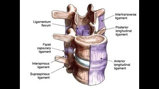 Anatomy of the Intertransverse ligaments of the vertebral column