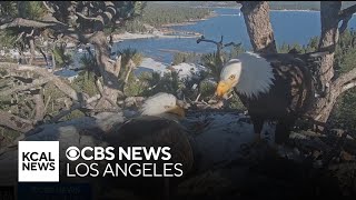 Jackie and Shadow welcome their third and final eaglet