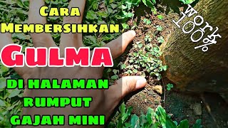 Cara Membersihkan Gulma di Halaman Rumput Gajah Mini | Masalah pada Rumput Gajah Mini