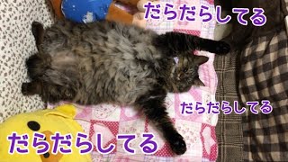 だらだらしてる猫とあごのせ猫と甘えた猫とオッサンスタイル？猫【うちの子4にゃんず】