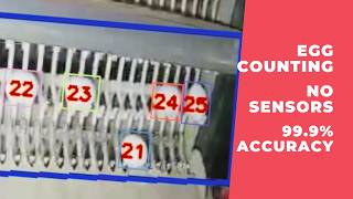 Egg Counter — One Camera Counts Two Conveyor Points Simultaneously | No Sensors
