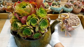 (ENG)물 구멍 없이?? 마사 필요 없는 화분?? 다육이 심어 작품 만들기!! )Pot Succulents in No Water Hole Pot(多肉植物)(たにくしょくぶつ)