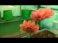 டாலியா பூ dahlia flower ரொம்ப எளிதா நம்ம மாடி தோட்டத்திலேயே வளர்க்கலாம். வீடியோ பாருங்க.