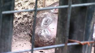 上野動物園コビトカバ赤ちゃん_ナツメ夢でもぐもぐ