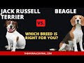 Beagle vs. Jack Russell Terrier: Which Breed Is Right for You? #beagle #jackrussellterrier