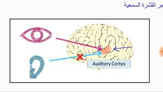 E 02 - مفهوم الشبكات العصبية  Neural Network Concept