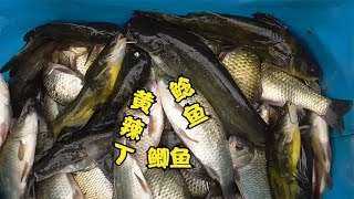 野钓：回湾水草处打上酒米惊喜不断，鲫鱼鲶鱼黄辣丁来闹窝