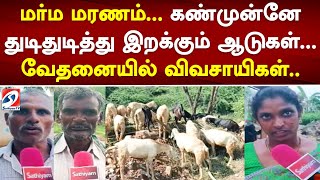 மர்ம மரணம்... கண்முன்னே துடிதுடித்து இறக்கும் ஆடுகள்... வேதனையில் விவசாயிகள்..