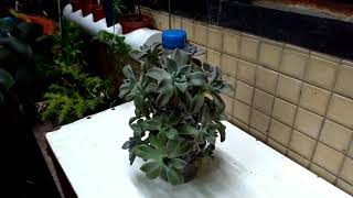 【DIY動手做】寶特瓶種石蓮 Succulent in the pet 多肉植物