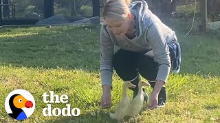 These 2 Ducks Are Basically Toddlers | The Dodo