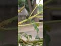 scale insect damaging curry leaves plant control verticilium lecanii @3 ml lit water