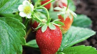 സ്ട്രൊബറി (Strawberry) 🍓പരിപാലനം, നടീൽ, പുതിയ തൈകൾ ഉല്പാദനം