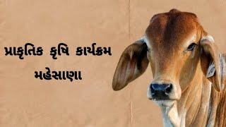 પ્રાકૃતિક કૃષિ | ગાય આધારિત ખેતી | ઓર્ગેનિક ફર્મિંગ | @TalatiNiranjan