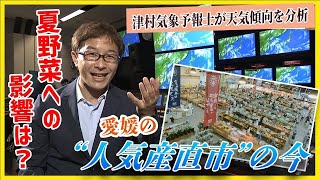 愛媛の「人気産直市の今」天気傾向を分析「夏野菜」への影響は eat気象予報士が解説【Jチャンえひめ特集】