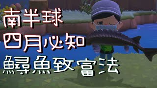 【集合啦！動物森友會】南半球┃刷鱘魚賺大錢┃四月必知賺錢法