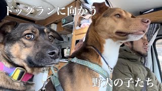 ドッグランに向かう野犬の子たち様子がこちら