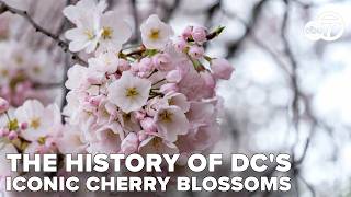 The history behind DC's vibrant cherry blossoms