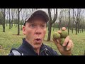 Stalking The Black Walnut Hull  (Juglans Nigra)