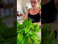 How To Make Your Pothos Fuller #shorts